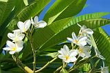 Fleurs 062